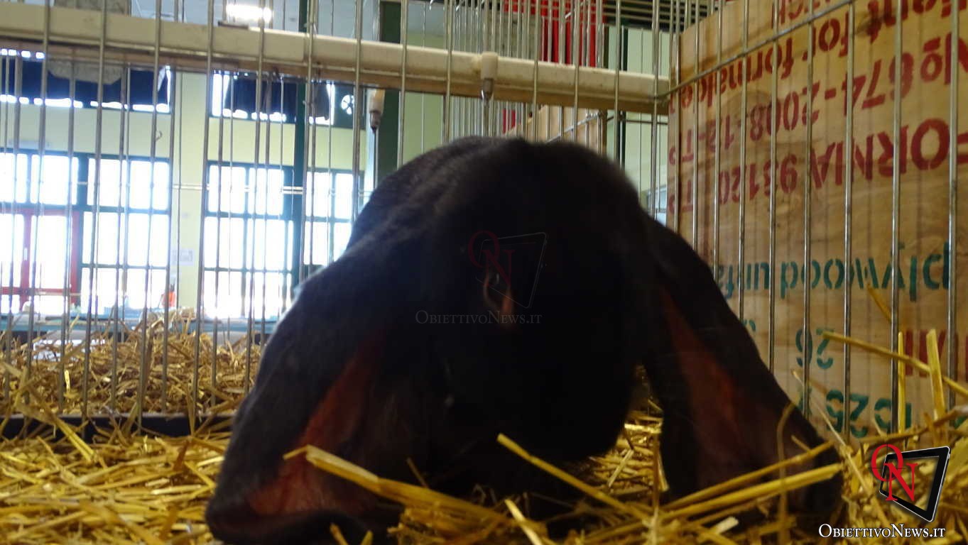 RIVAROLO CANAVESE – Mostra del Coniglio: 40 razze in esposizione (FOTO E VIDEO)
