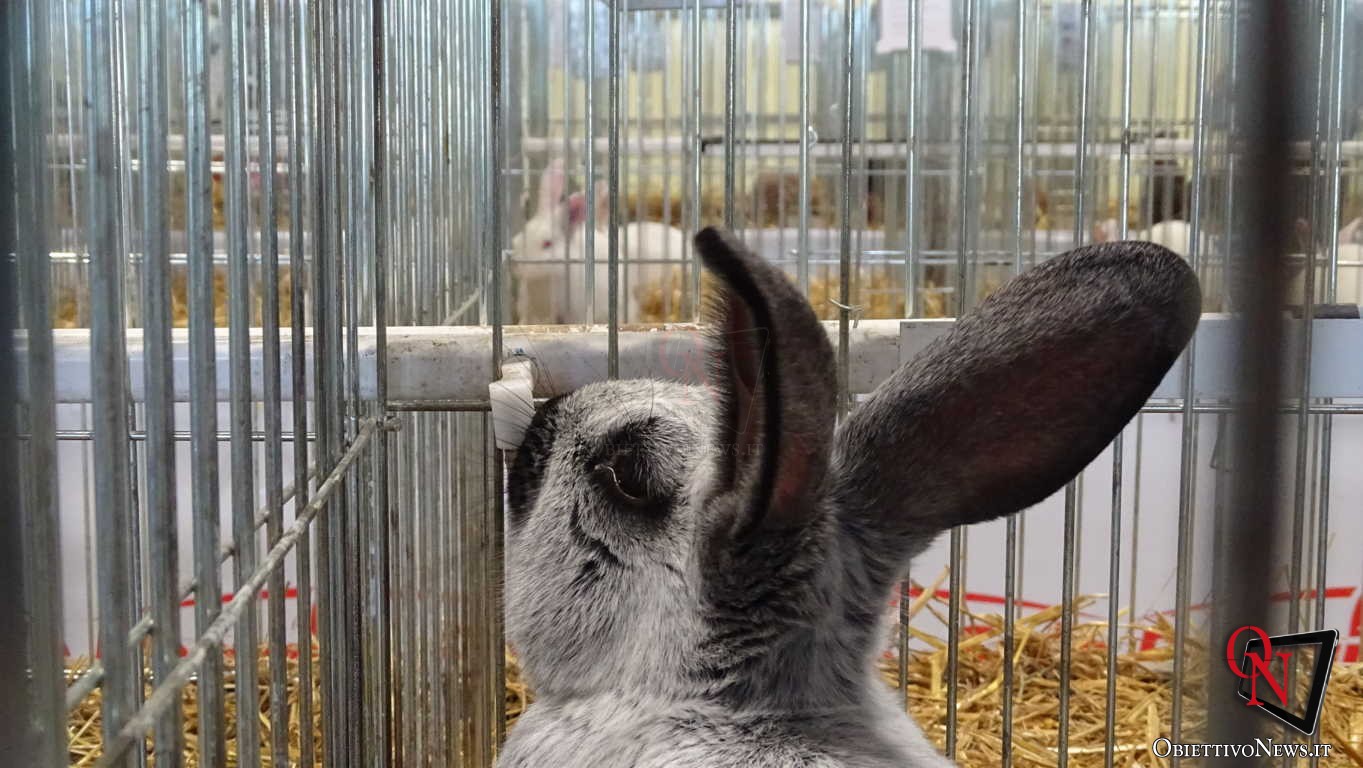 RIVAROLO CANAVESE – Mostra del Coniglio: 40 razze in esposizione (FOTO E VIDEO)