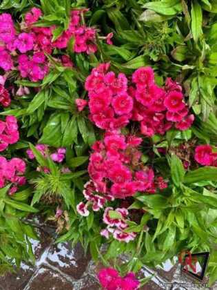 Cirie in fiore 2019 1
