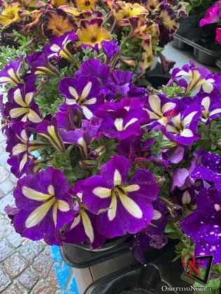 Cirie in fiore 2019 38