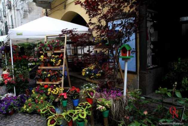 Cirie in fiore 2019 4