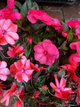 Cirie in fiore 2019 45