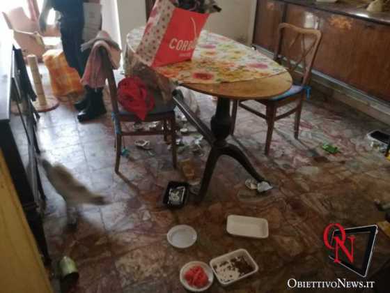 Torino gattara denunciata 4