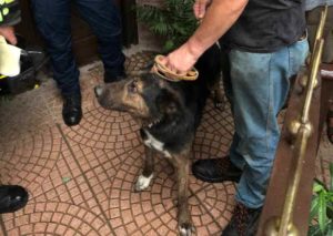 CIRIÈ – Abbandonano il cane legato nel cortile, partono per le ferie