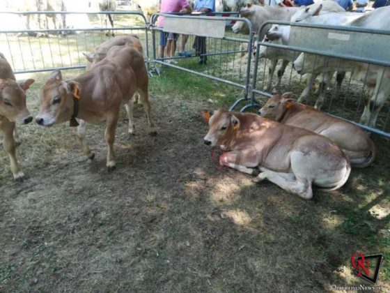 Rivarolo San Giacomo 2019 Fiera Agricola 5
