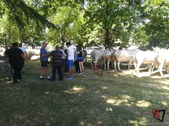 Rivarolo San Giacomo 2019 Fiera Agricola 6