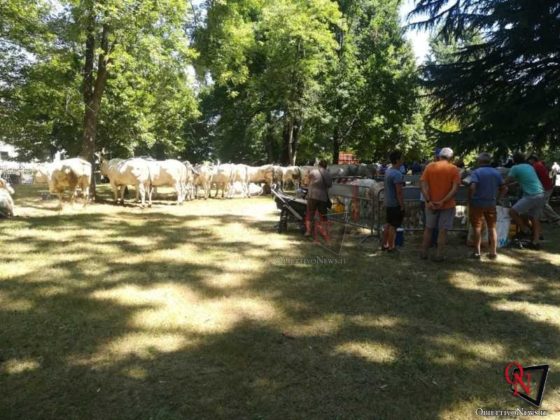 Rivarolo San Giacomo 2019 Fiera Agricola 7