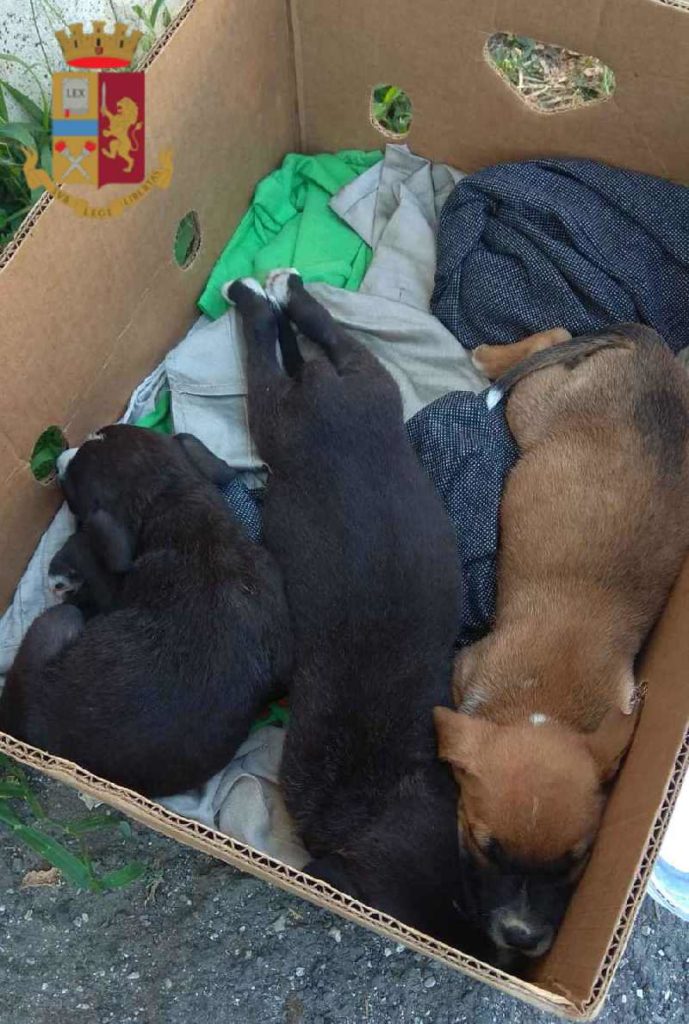 ROMA – Abbandonano 5 cuccioli in uno scatolone con la scritta “regalo”