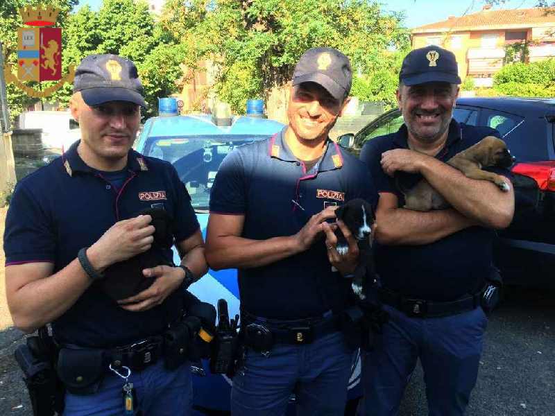 ROMA – Abbandonano 5 cuccioli in uno scatolone con la scritta “regalo” 1 ROMA – Abbandonano 5 cuccioli in uno scatolone con la scritta “regalo”