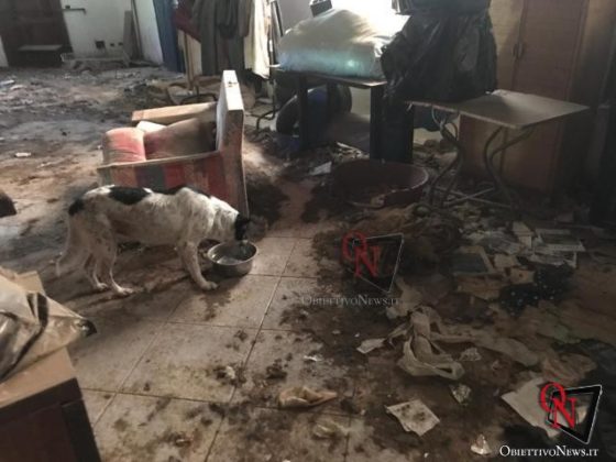 Moncalieri Cani Maltenuti 3