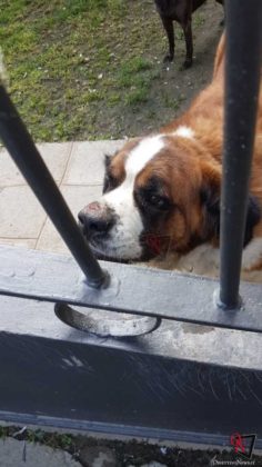 Moncalieri Cani Maltenuti 4