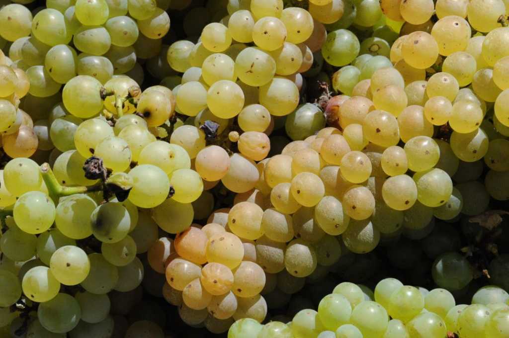 CALUSO - Nella “Festa dell’Uva Erbaluce” la leggenda e la realtà della vitivinicoltura canavesana