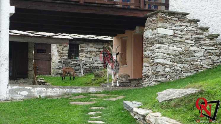 Alpette Ritiro Mastini del Canavese 2019 25