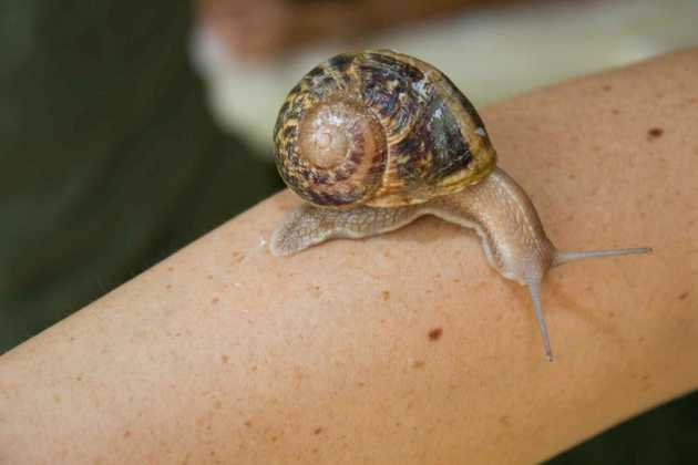 Snail Therapy Experience CMC Res