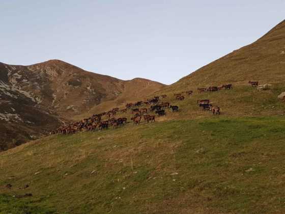 capre Alpe Sellery Coazze 1 Res