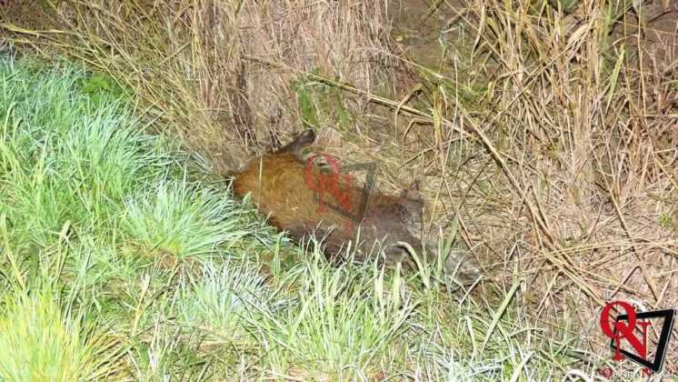 Rivarolo Canavese 460 Incidente con cinghiale 7