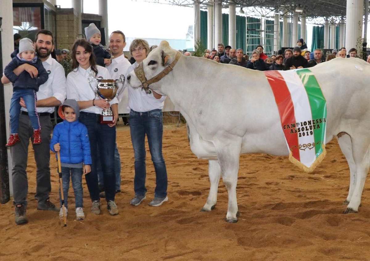 RIVAROLO CANAVESE – La mucca di Pieranna Barale campionessa alla Mostra Nazionale dei Bovini di Razza Piemontese - ObiettivoNews