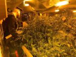 Castiglione torinese laboratorio marijuana 1