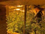Castiglione torinese laboratorio marijuana 4
