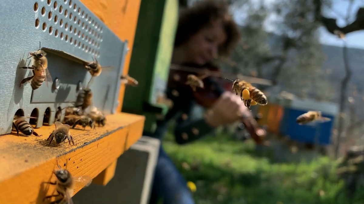 CANAVESE - “Looking For Bees, un cortometraggio per la Giornata delle Api