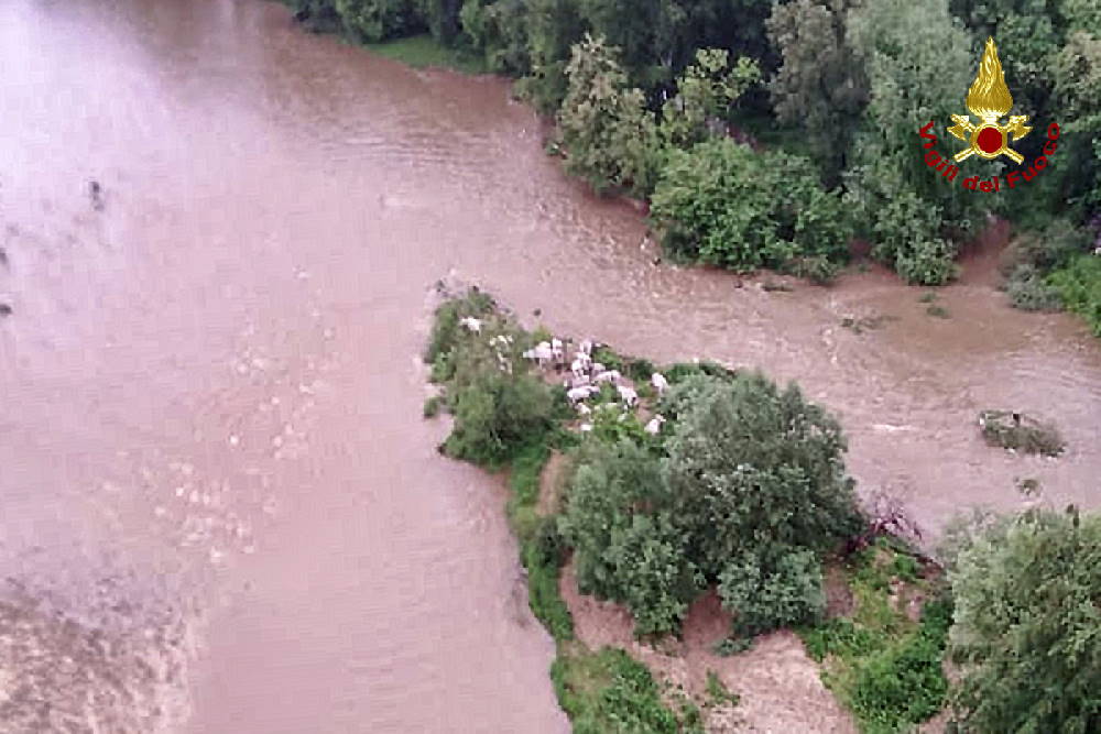 SAN BENIGNO CANAVESE – 25 mucche bloccate in mezzo al Malone (FOTO)