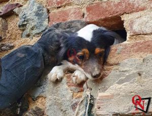 CASTELNUOVO NIGRA – Cagnolino incastrato in un’intercapedine (FOTO)