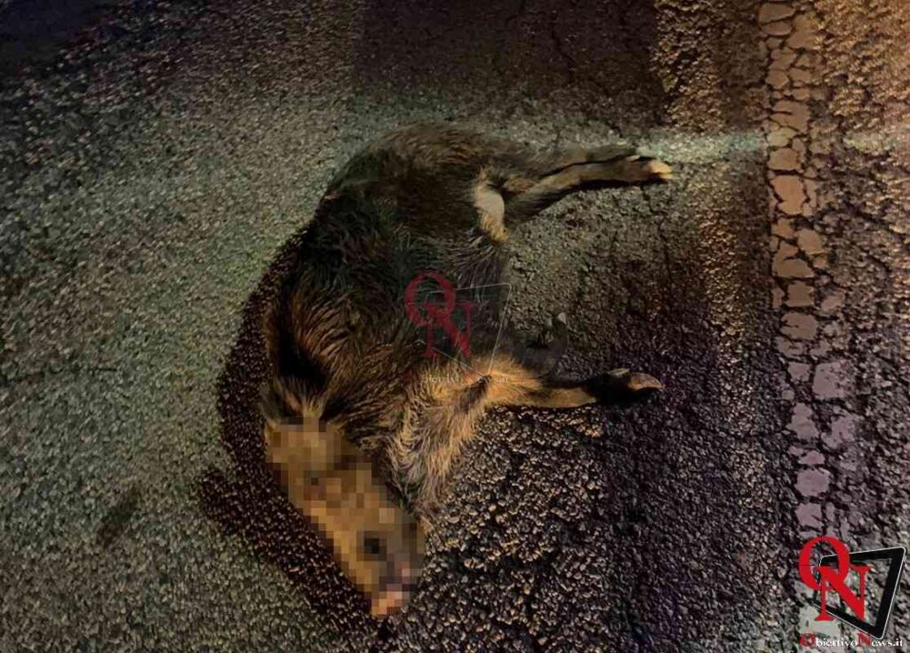LEVONE / ROCCA CANAVESE – Vespa si scontra con un cinghiale; ferito un 33enne (FOTO) 2 LEVONE / ROCCA CANAVESE – Vespa si scontra con un cinghiale; ferito un 33enne (FOTO)