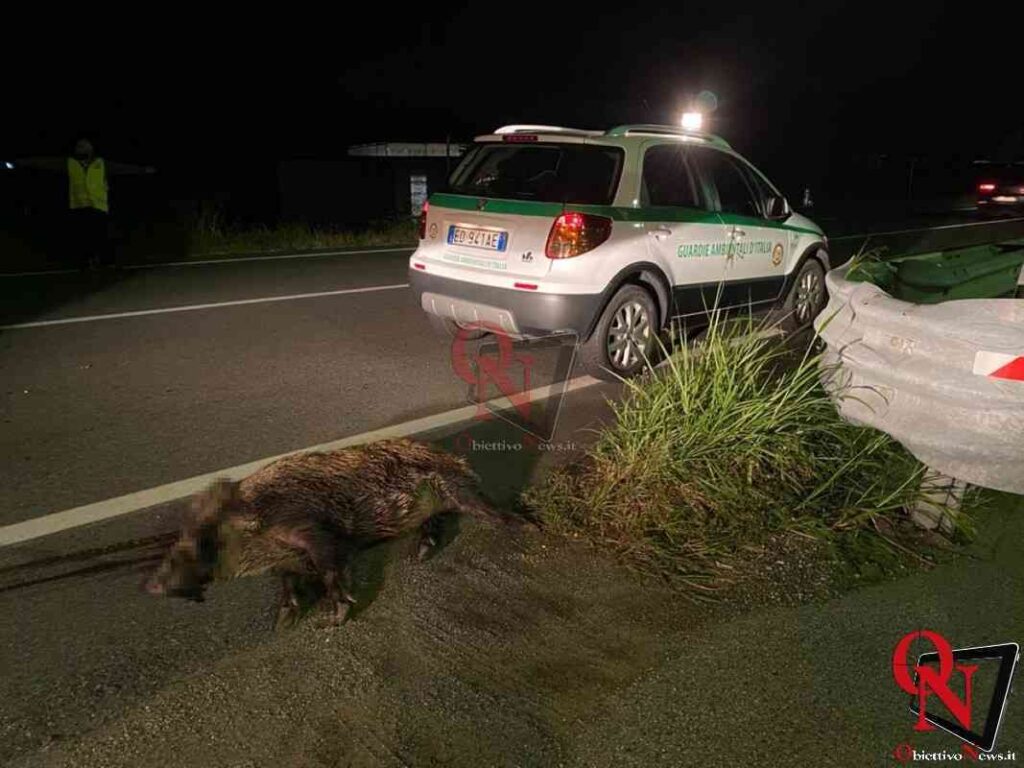 VALPERGA – Auto si scontra con un cinghiale sulla 460, località San Martino (FOTO)