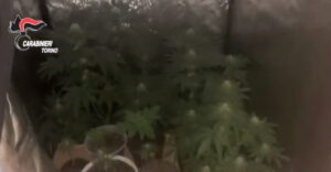 BOSCONERO – Produzione di marijuana: nei guai padre e figlio (VIDEO) 1 BOSCONERO – Produzione di marijuana: nei guai padre e figlio (VIDEO)