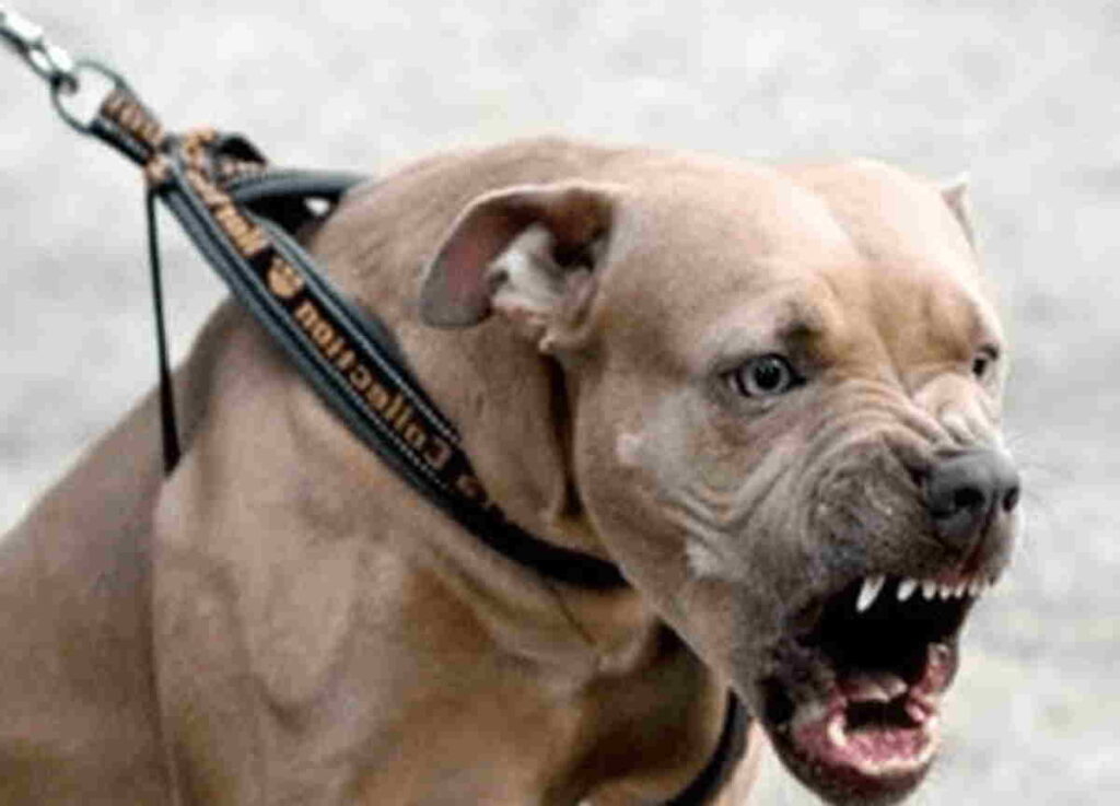 BORGOFRANCO – Cerca di salvare la cagnolina dall'aggressione di due pit bull, ferito 12enne