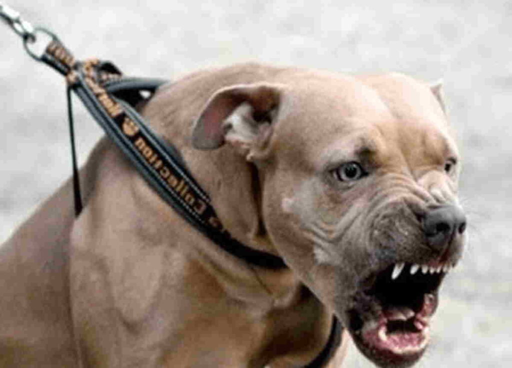 BORGOFRANCO – Cerca di salvare la cagnolina dall'aggressione di due pit bull, ferito 12enne 1 BORGOFRANCO – Cerca di salvare la cagnolina dall'aggressione di due pit bull, ferito 12enne