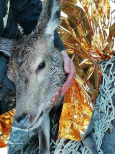 TORINO – Salvato un giovane cervo caduto nel canale a Champbons di Exilles