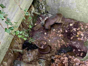 VALLO TORINESE – Salvata una femmina di capriolo caduta in una cisterna per l'irrigazione (FOTO)