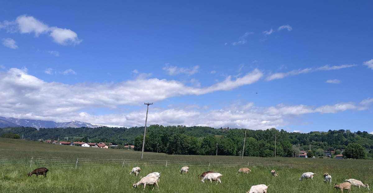 AGLIÈ – Cascina Mia Quiete: una vita per le capre (FOTO)