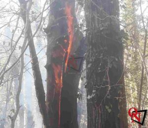 CASTELNUOVO NIGRA – Incendio boschivo in frazione Villa Castelnuovo (FOTO)