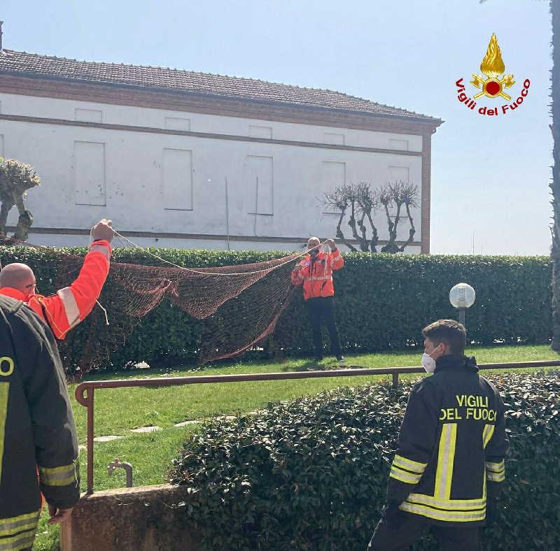 ASTI – Capriolo bloccato nel cortile di una casa 2 ASTI – Capriolo bloccato nel cortile di una casa