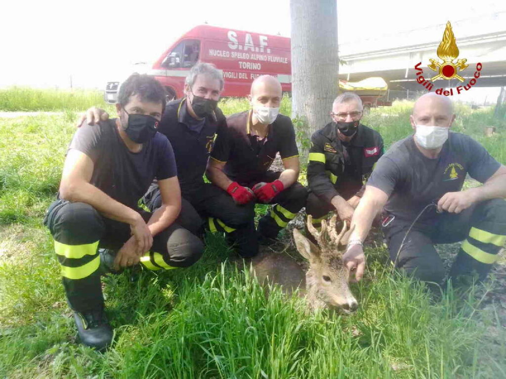 LA LOGGIA – Doppio intervento dei Vigili del Fuoco: soccorsi un capriolo e uno scoiattolo (FOTO) 1 LA LOGGIA – Doppio intervento dei Vigili del Fuoco: soccorsi un capriolo e uno scoiattolo (FOTO)