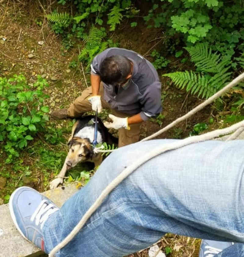 AGLIÈ – Le Giacche Verdi salvano un cane di 16 anni caduto in un fossato (FOTO)