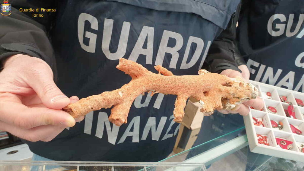 TORINO – La Guardia di Finanza sequestra oltre 10mila monili ottenuti da specie protette 1 TORINO – La Guardia di Finanza sequestra oltre 10mila monili ottenuti da specie protette