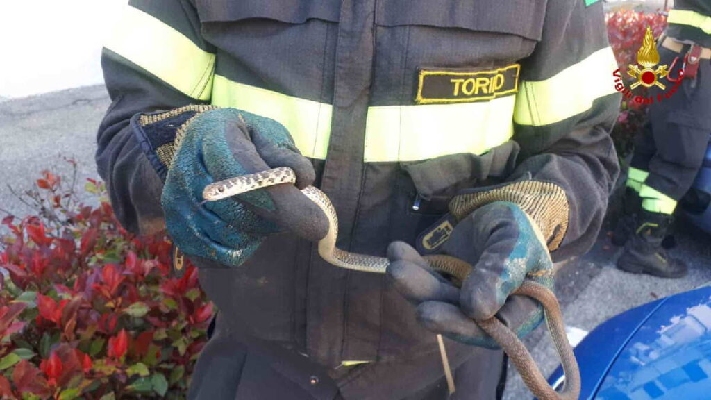 VISCHE – Recuperata, dai Vigili del Fuoco di Ivrea, una biscia infilata nel motore di un'auto