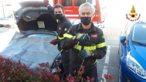 VISCHE – Recuperata, dai Vigili del Fuoco di Ivrea, una biscia infilata nel motore di un’auto