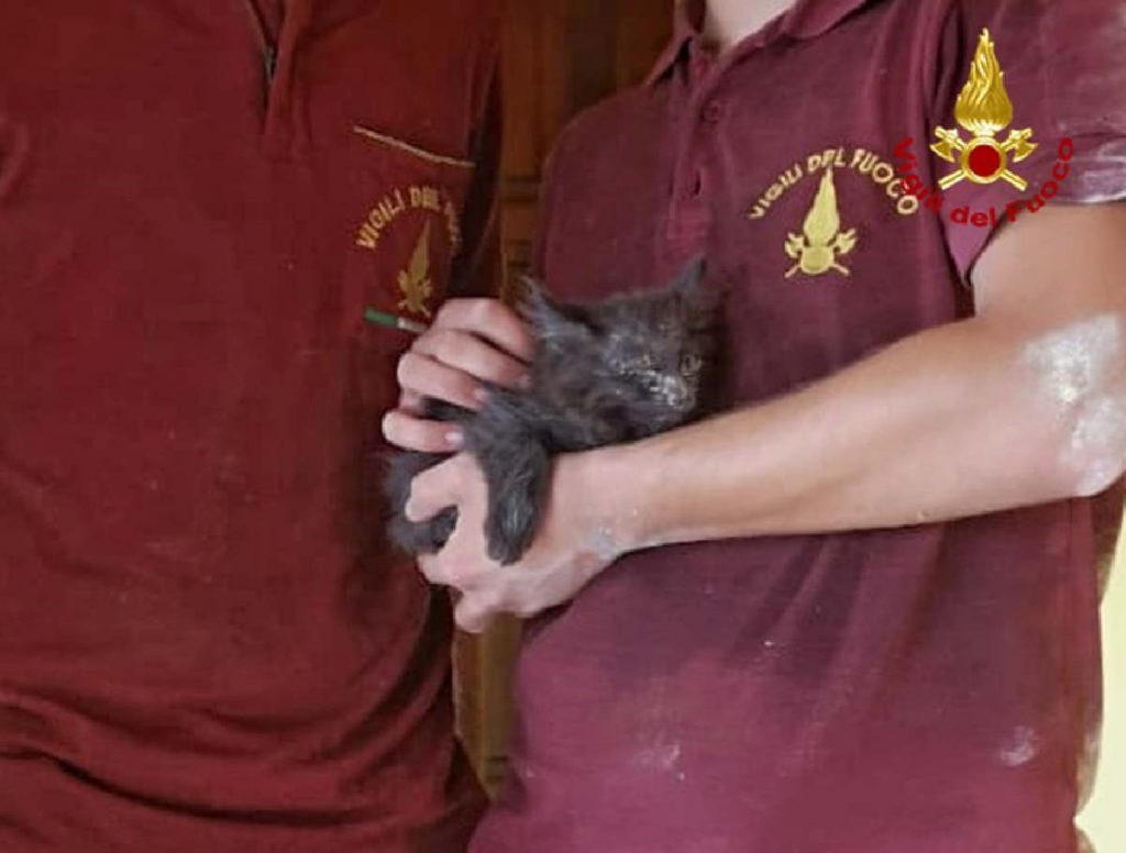 ALMESE - Micio bloccato nella canna fumaria, salvato dai Vigili del Fuoco 1 ALMESE - Micio bloccato nella canna fumaria, salvato dai Vigili del Fuoco