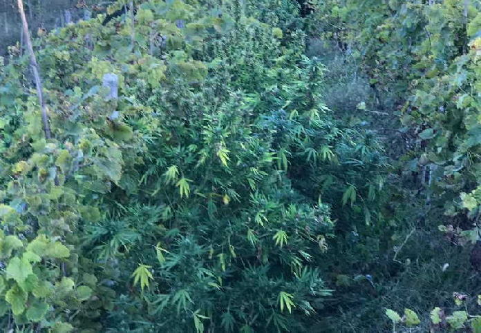 CASTAGNETO PO – Casolare trasformato in una “marijuana farm” 1 CASTAGNETO PO – Casolare trasformato in una “marijuana farm”