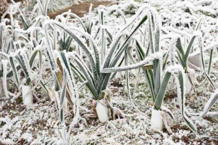 PIEMONTE – Dalla Regione fondi per aiutare gli agricoltori contro le gelate 1 PIEMONTE – Dalla Regione fondi per aiutare gli agricoltori contro le gelate
