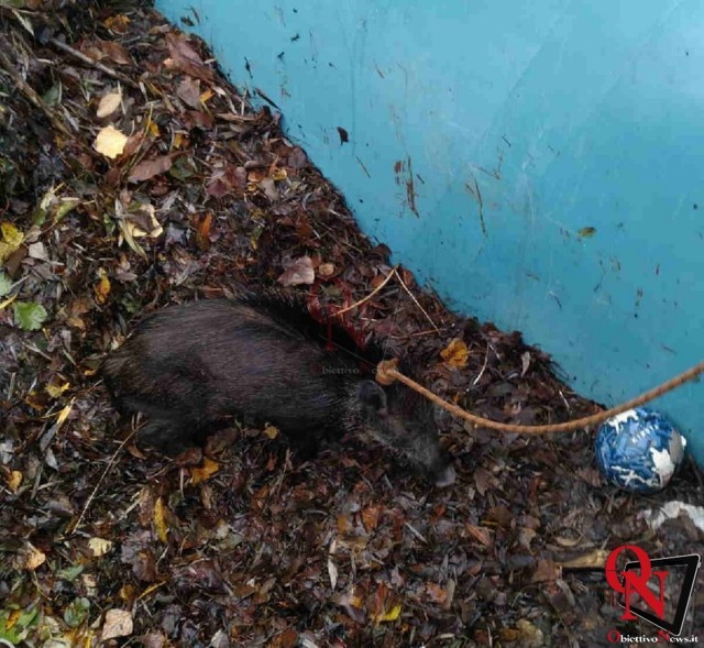 CUORGNÈ – Cucciolo di cinghiale recuperato dal container dello sgrigliatore (FOTO)