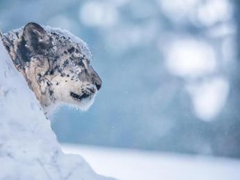 leopardo_delle_nevi_wwf-kvc--1280x960_produzione