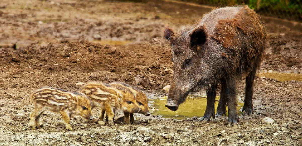 PIEMONTE – Peste suina africana sui cinghiali, la Regione: “Massima attenzione” 1 PIEMONTE – Peste suina africana sui cinghiali, la Regione: “Massima attenzione”