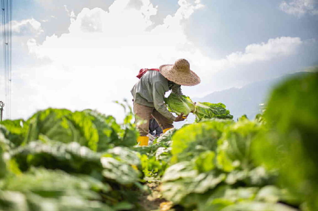 PIEMONTE – L'agricoltura biologica verso una nuova normativa 1 PIEMONTE – L'agricoltura biologica verso una nuova normativa