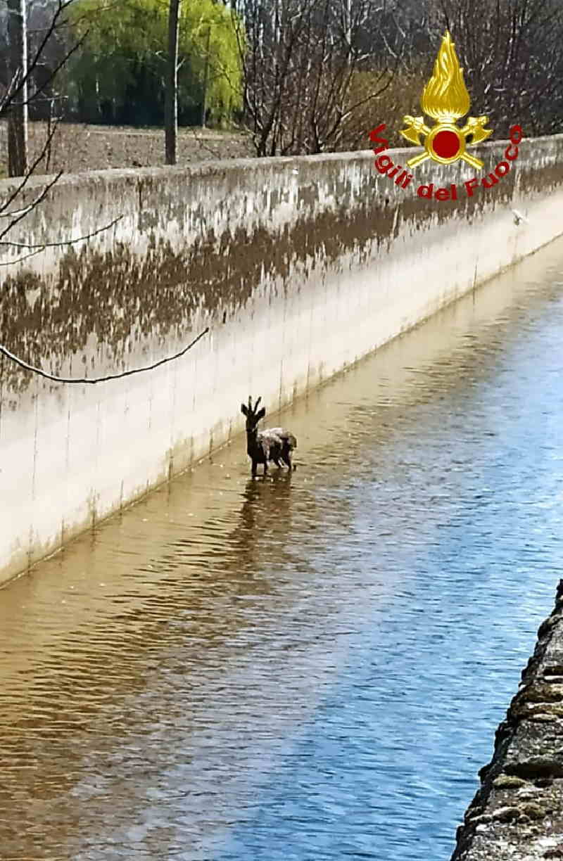 SANT’AMBROGIO – Capriolo scivola in un canale, soccorso dai Vigili del Fuoco