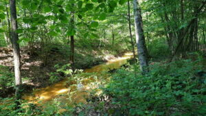 BORGOFRANCO –  Nuovi interventi nel “Bosco di Baio”